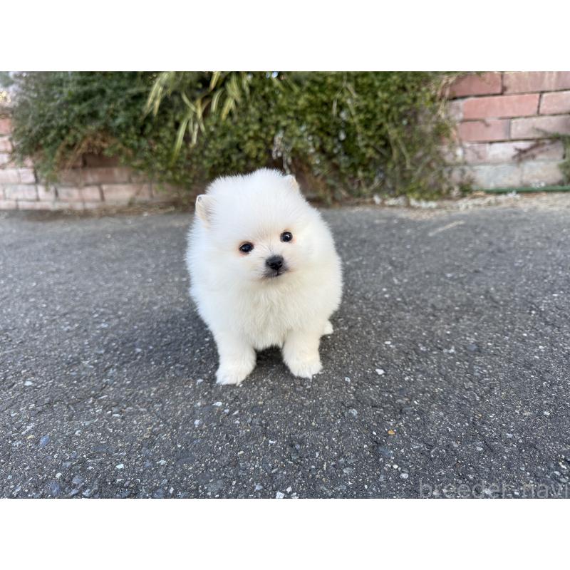 販売中の福岡県のポメラニアン-437891の3枚目