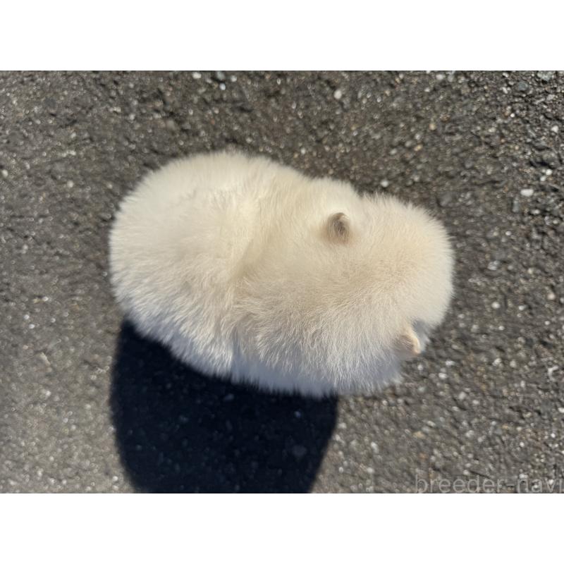 販売中の福岡県のポメラニアン-437891の2枚目