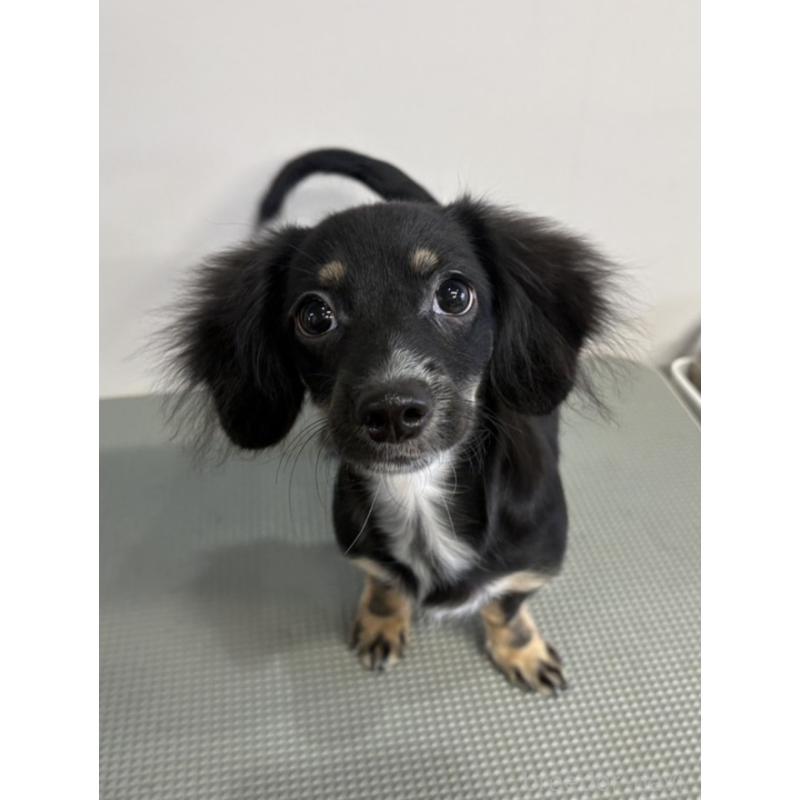 販売中の群馬県のチワックス:チワワ×ミニチュアダックスフンド-423196の2枚目