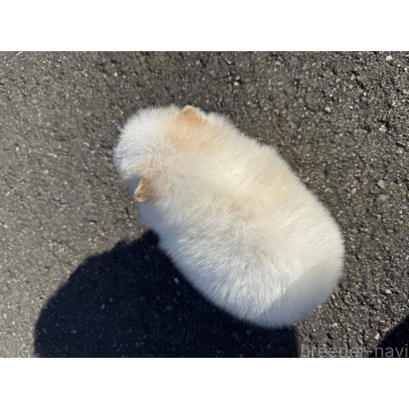 販売中の福岡県のポメラニアン-437892の4枚目