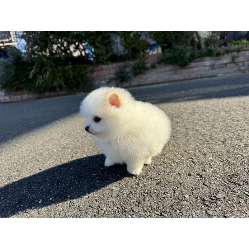 販売中の福岡県のポメラニアン-437892の3枚目