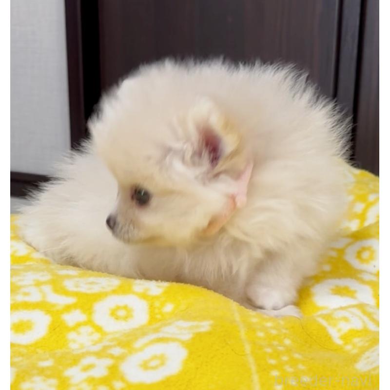 販売中の兵庫県のポメラニアン-437893の6枚目