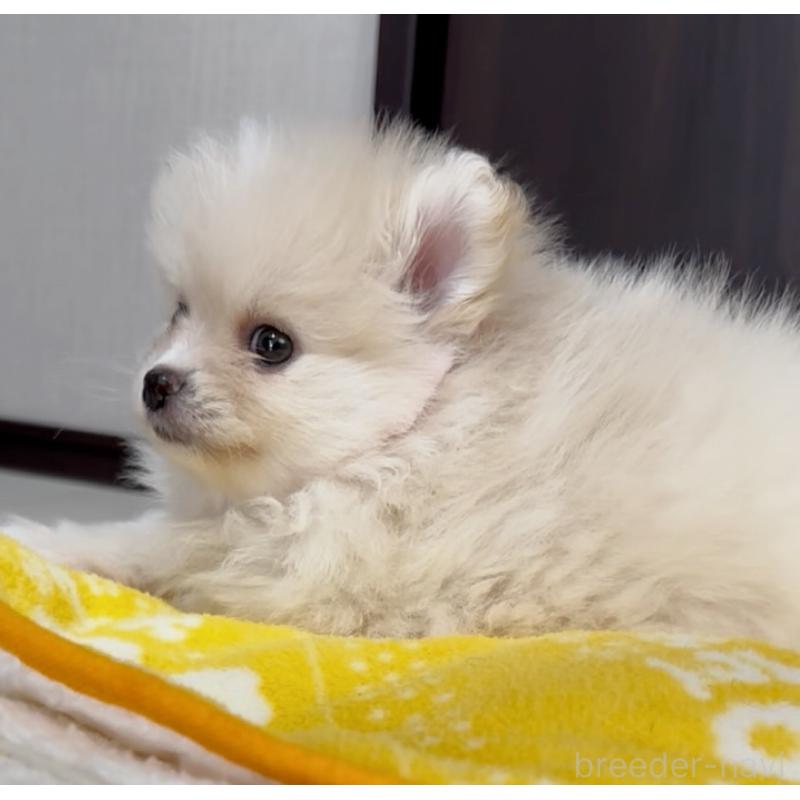 販売中の兵庫県のポメラニアン-437893の4枚目