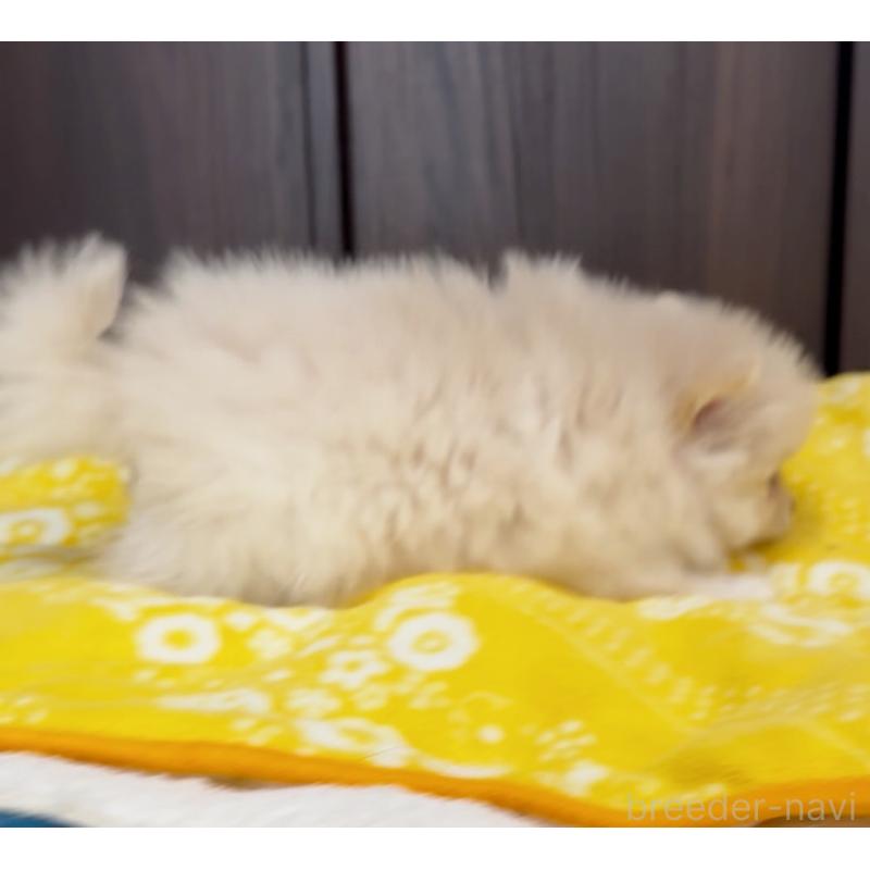 販売中の兵庫県のポメラニアン-437893の3枚目