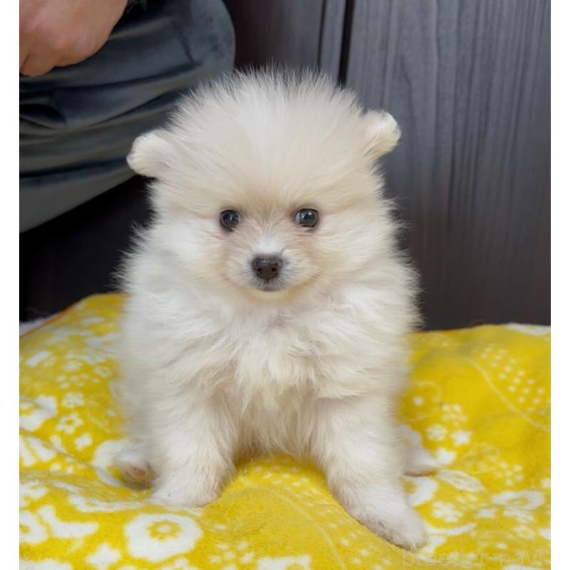 販売中の兵庫県のポメラニアン-437893の2枚目