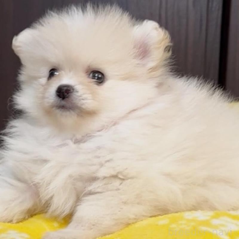 販売中の兵庫県のポメラニアン-437893の1枚目