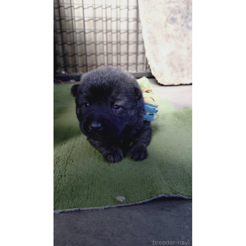販売中の埼玉県の甲斐犬-437345の2枚目