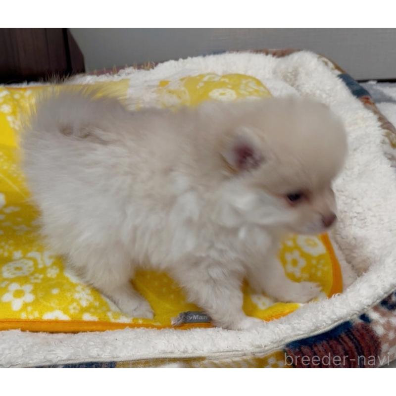 販売中の兵庫県のポメラニアン-437894の3枚目