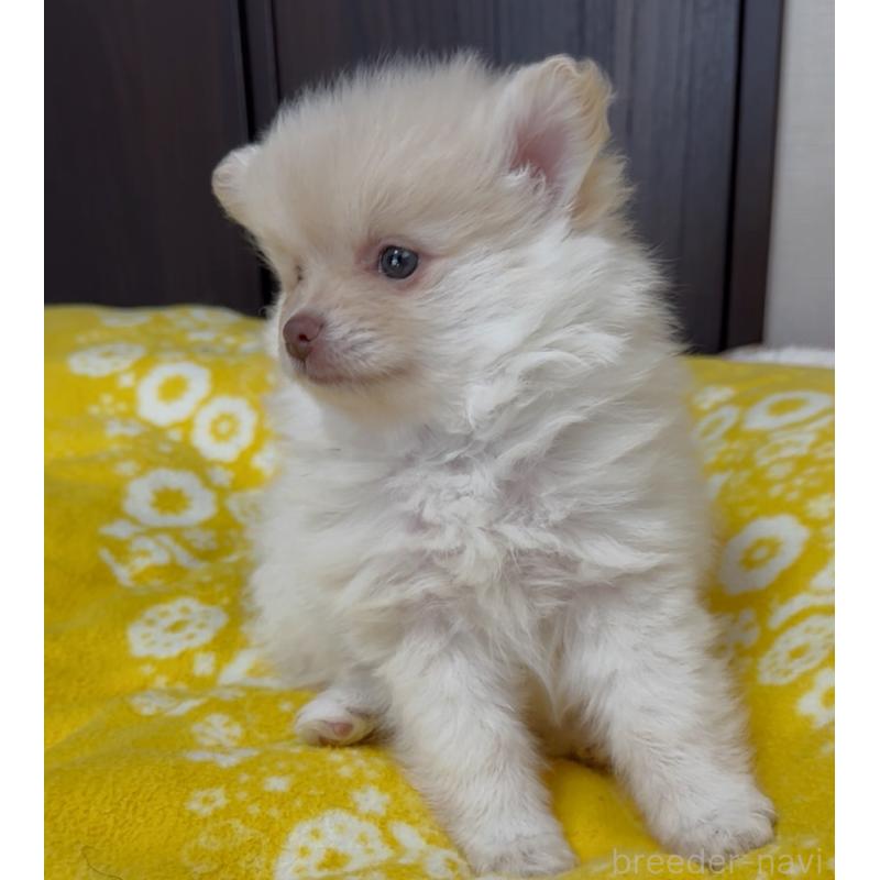 販売中の兵庫県のポメラニアン-437894の4枚目