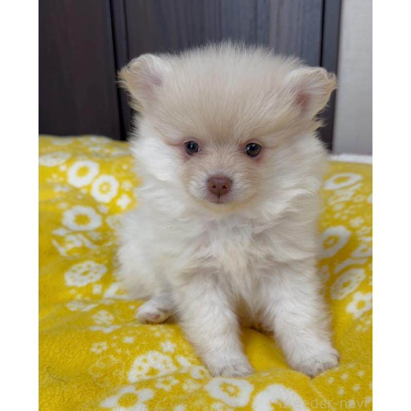 販売中の兵庫県のポメラニアン-437894の2枚目