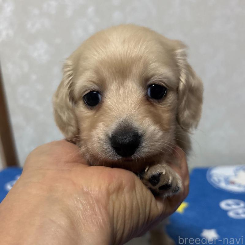 販売中の大分県のミニチュアダックスフンド(ロングヘアード)-437896