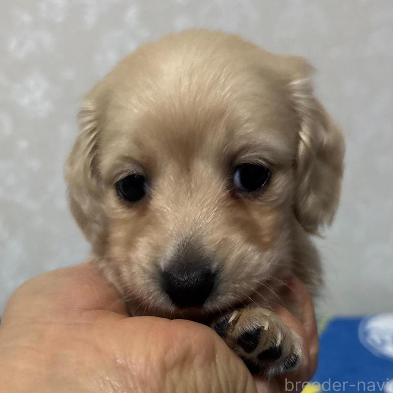 販売中の大分県のミニチュアダックスフンド(ロングヘアード)-437896の4枚目