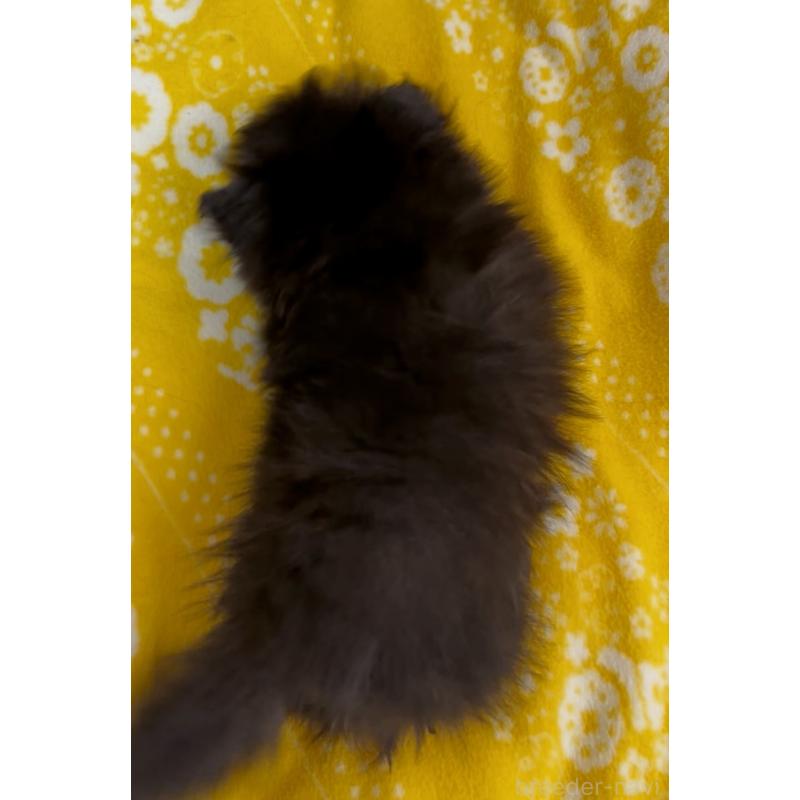 販売中の兵庫県のポメラニアン-437895の7枚目