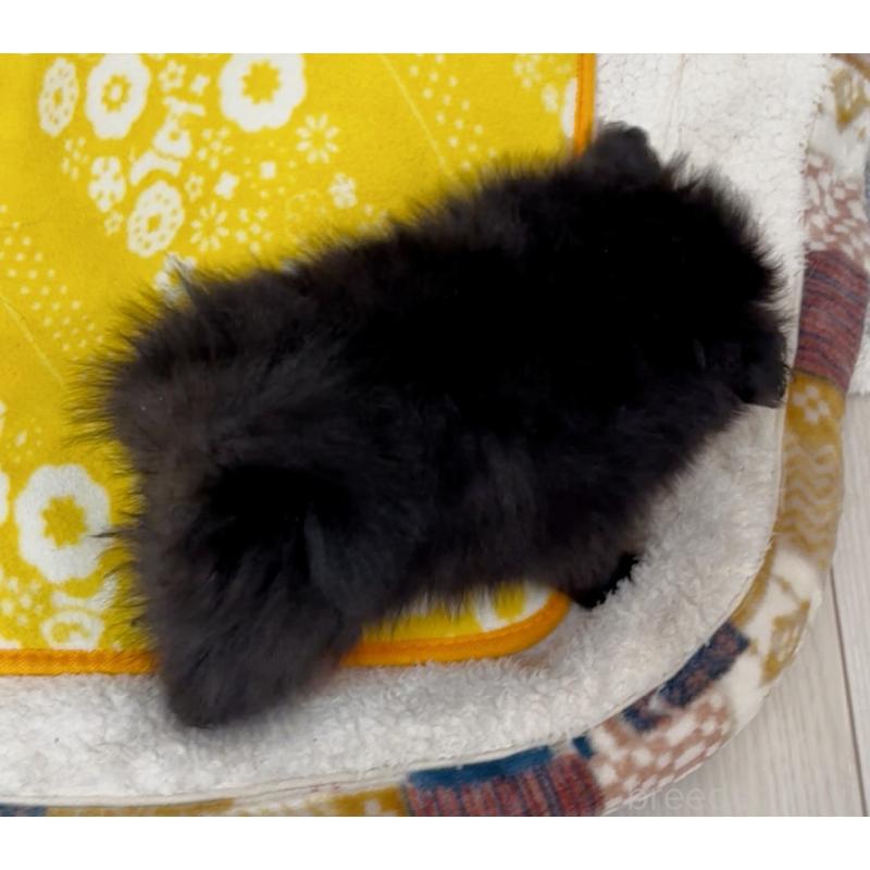 販売中の兵庫県のポメラニアン-437895の5枚目