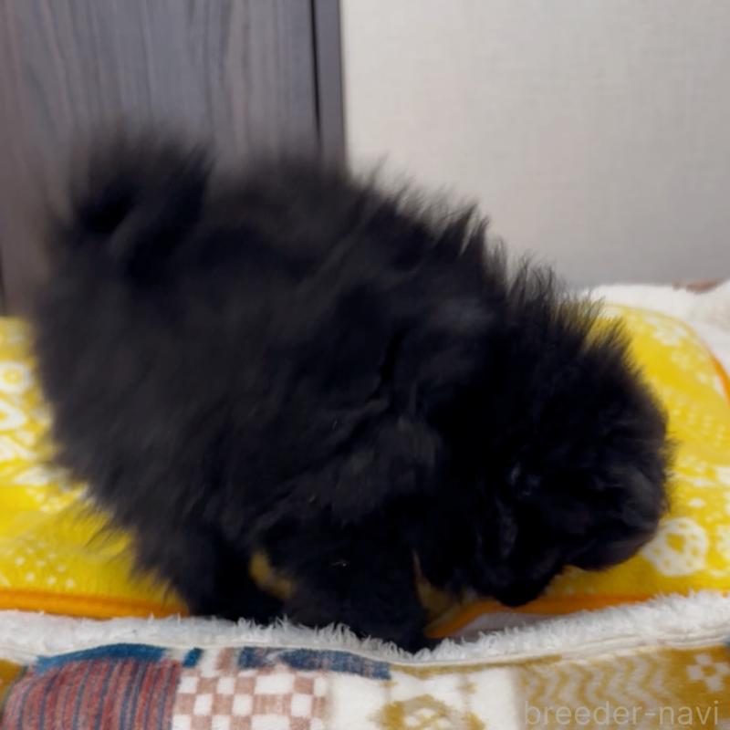 販売中の兵庫県のポメラニアン-437895の4枚目