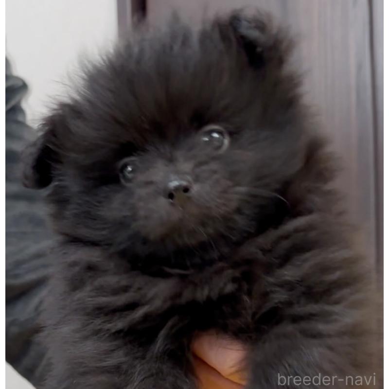 販売中の兵庫県のポメラニアン-437895の3枚目