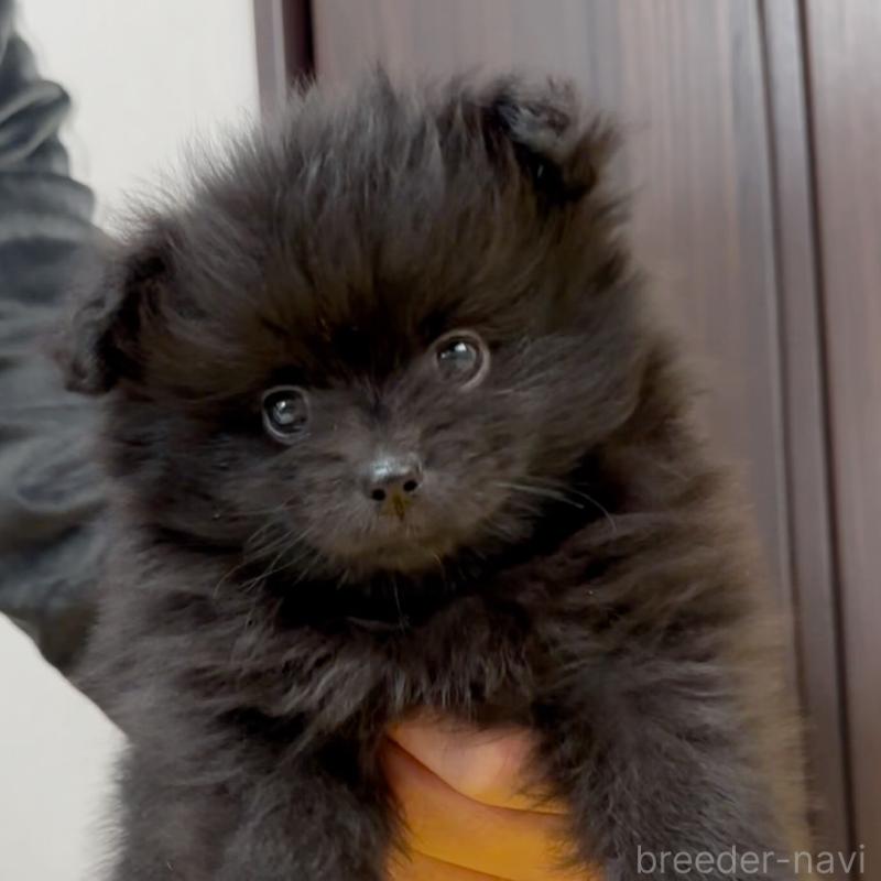 販売中の兵庫県のポメラニアン-437895の2枚目