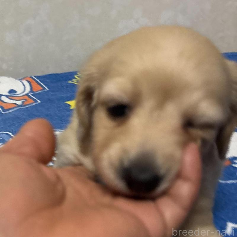 販売中の大分県のミニチュアダックスフンド(ロングヘアード)-437896の3枚目