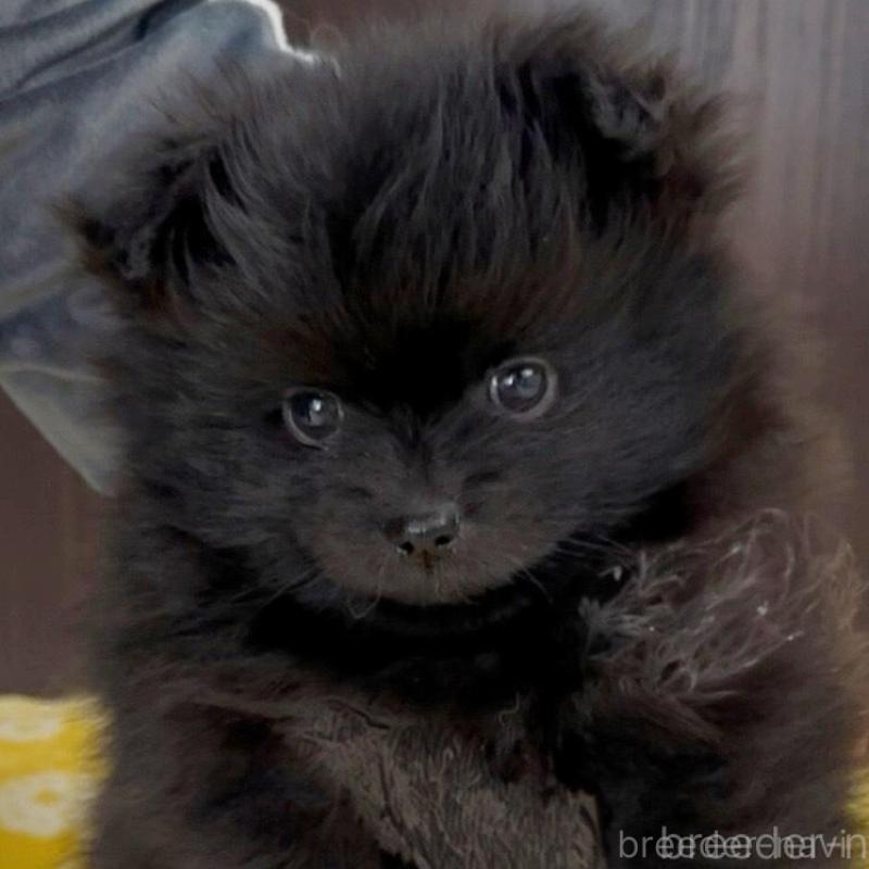 販売中の兵庫県のポメラニアン-437895