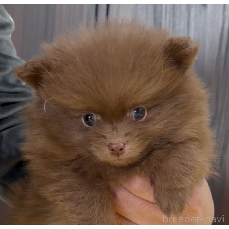 販売中の兵庫県のポメラニアン-437897の7枚目