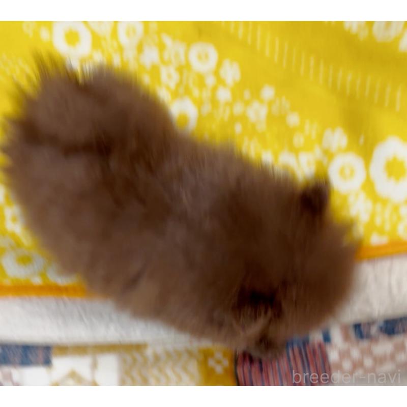 販売中の兵庫県のポメラニアン-437897の6枚目