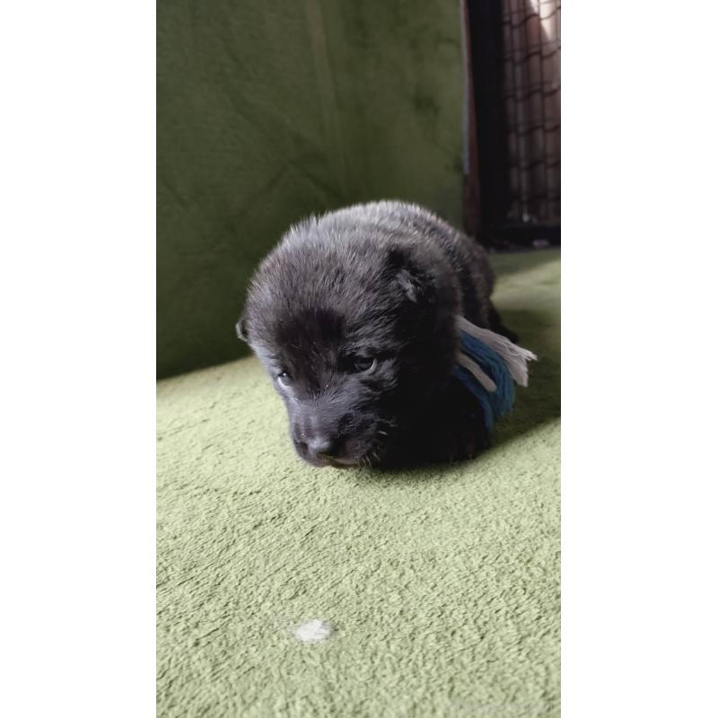 販売中の埼玉県の甲斐犬-437341の3枚目