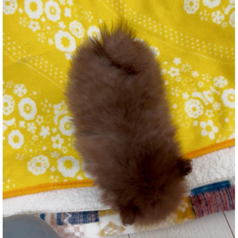 販売中の兵庫県のポメラニアン-437897の4枚目