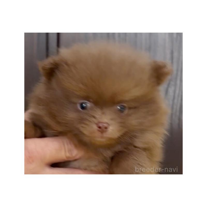 販売中の兵庫県のポメラニアン-437897の3枚目