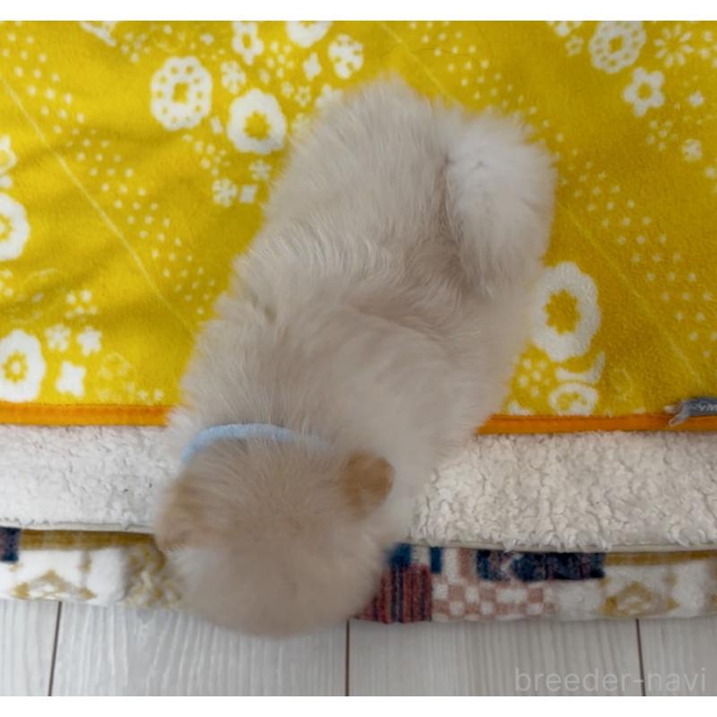 販売中の兵庫県のポメラニアン-437898の6枚目