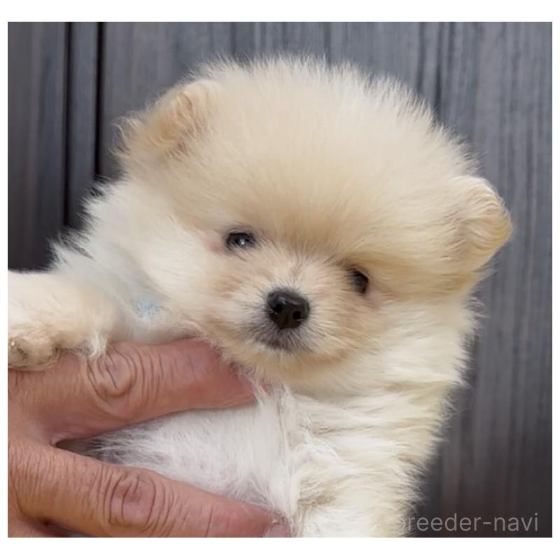 販売中の兵庫県のポメラニアン-437898の5枚目