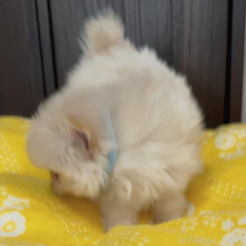 販売中の兵庫県のポメラニアン-437898の4枚目