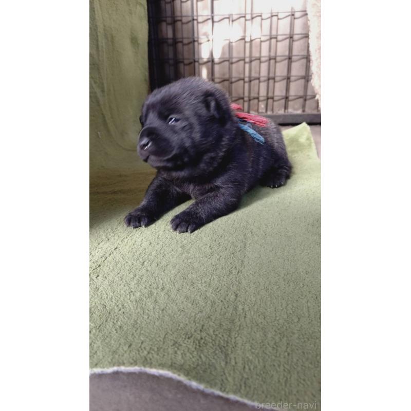 販売中の埼玉県の甲斐犬-437343の2枚目