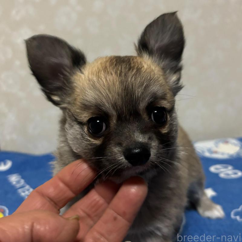 販売中の大分県のチワワ(ロングコート)-437899の7枚目