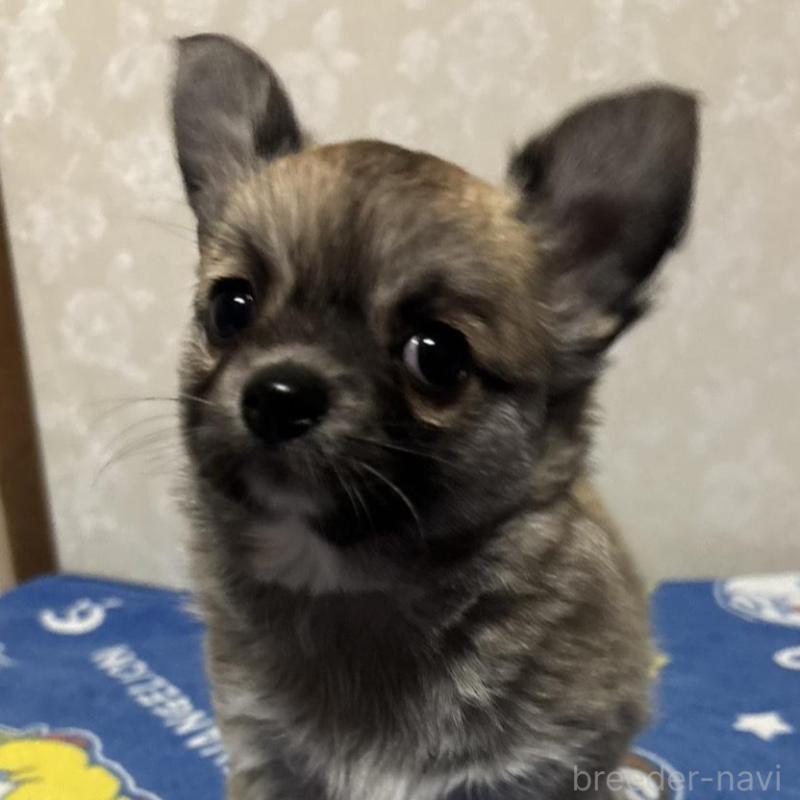 販売中の大分県のチワワ(ロングコート)-437899の3枚目