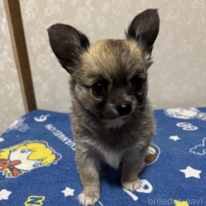 販売中の大分県のチワワ(ロングコート)-437899の2枚目