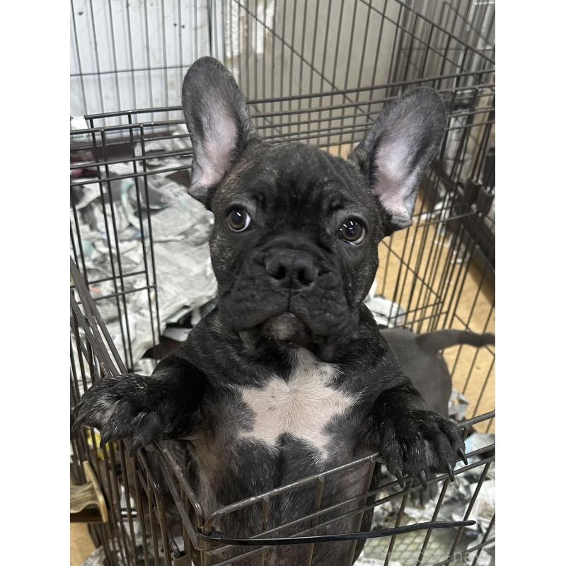 販売中の千葉県のフレンチブルドッグ-422983