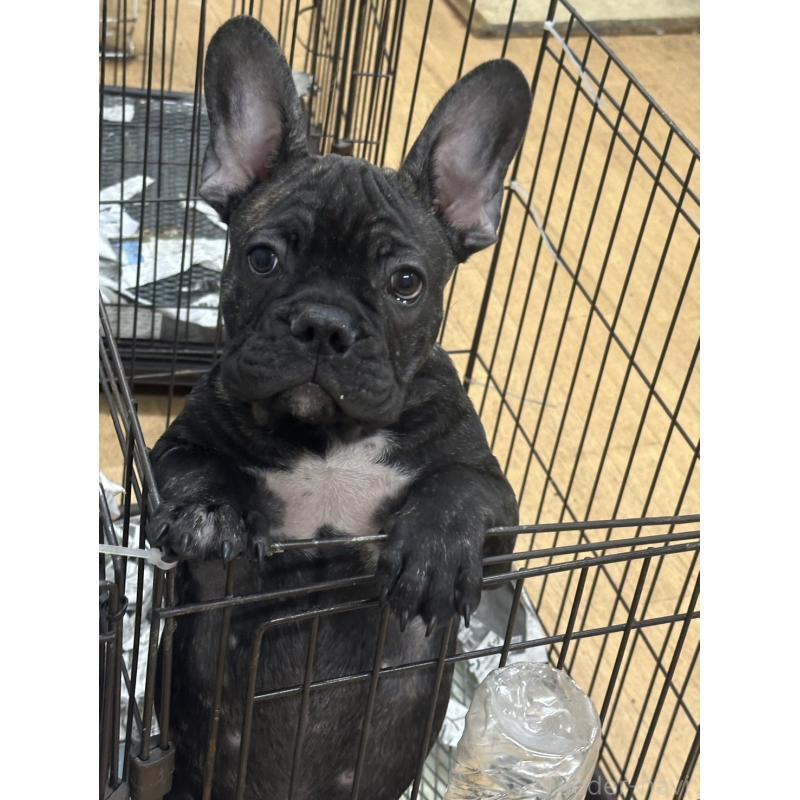販売中の千葉県のフレンチブルドッグ-422983の3枚目
