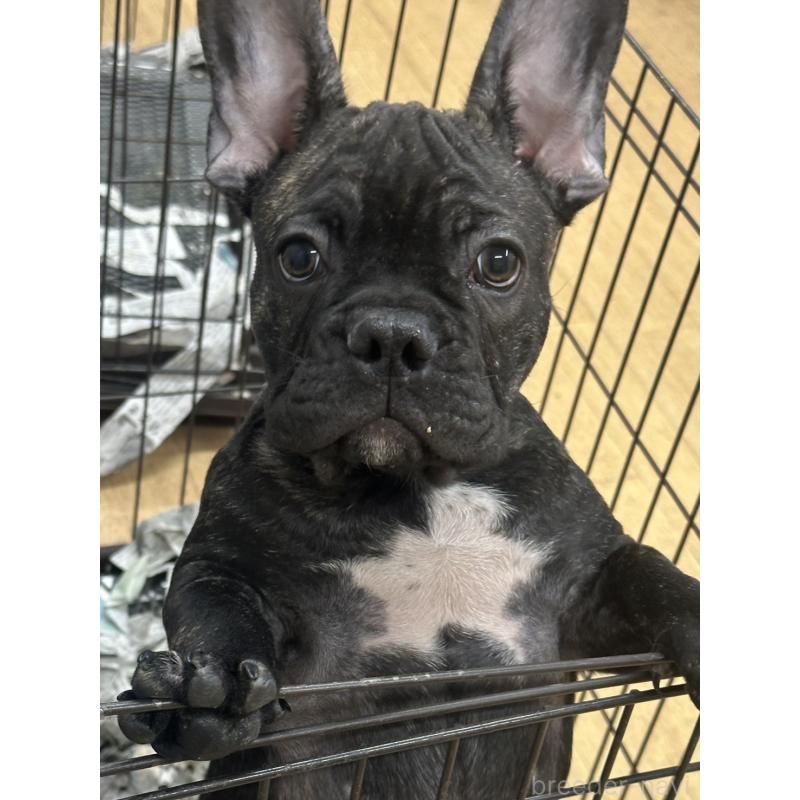販売中の千葉県のフレンチブルドッグ-422983の2枚目