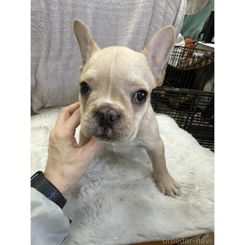 販売中の千葉県のフレンチブルドッグ-430269の5枚目
