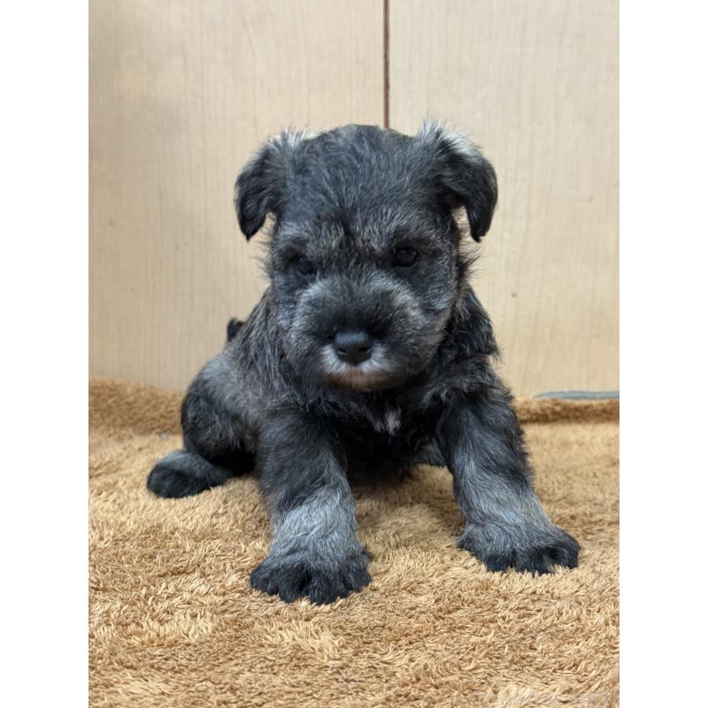 販売中の栃木県のミニチュアシュナウザー-437900の9枚目