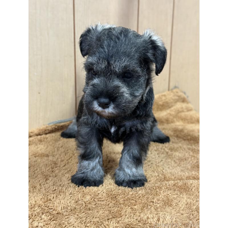 販売中の栃木県のミニチュアシュナウザー-437900の7枚目