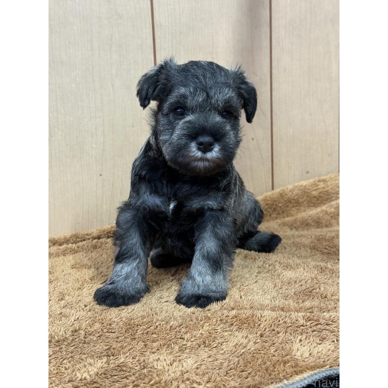 販売中の栃木県のミニチュアシュナウザー-437900の6枚目