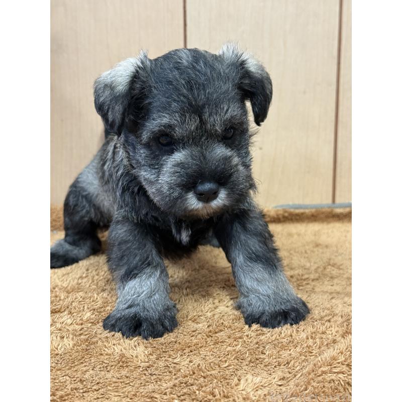 販売中の栃木県のミニチュアシュナウザー-437900の4枚目