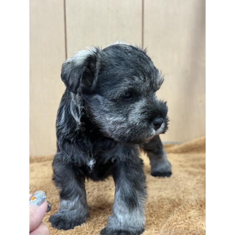 販売中の栃木県のミニチュアシュナウザー-437900の3枚目