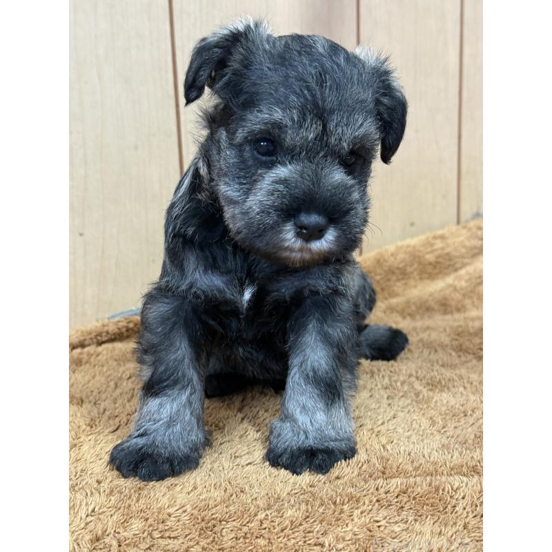 販売中の栃木県のミニチュアシュナウザー-437900の2枚目