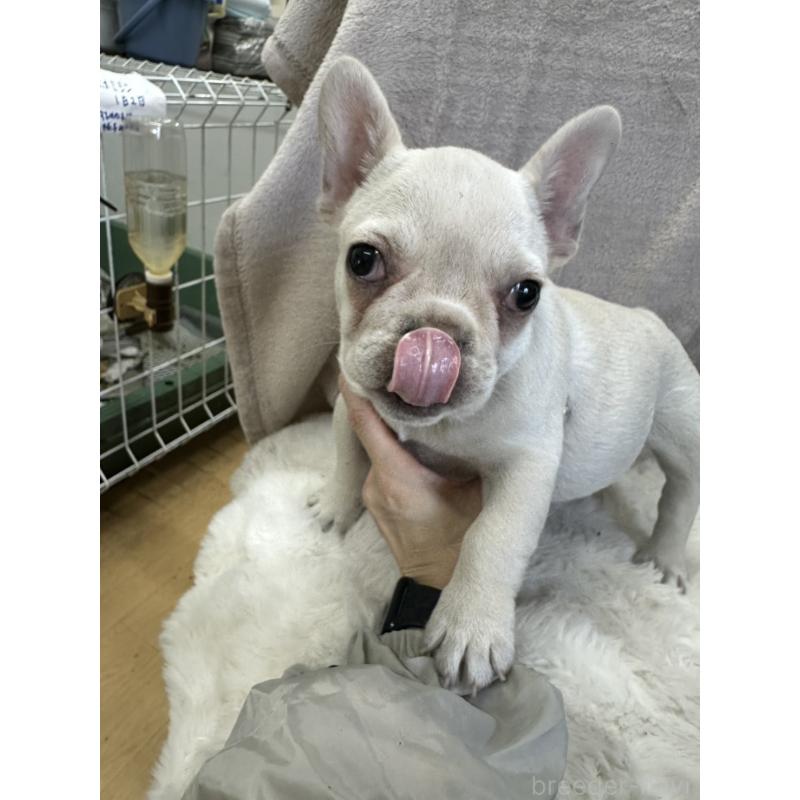 販売中の千葉県のフレンチブルドッグ-437901の5枚目