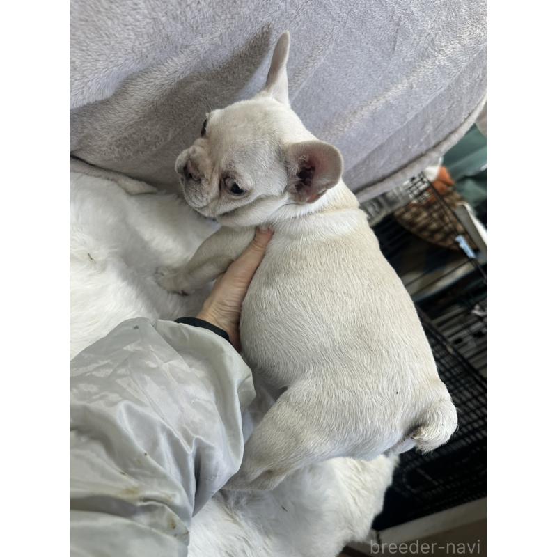販売中の千葉県のフレンチブルドッグ-437901の2枚目