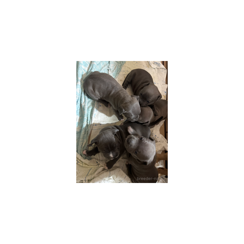 販売中の長崎県のアメリカンブリー-437903の5枚目