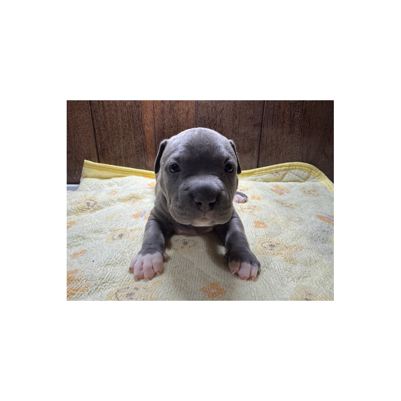 販売中の長崎県のアメリカンブリー-437903の4枚目