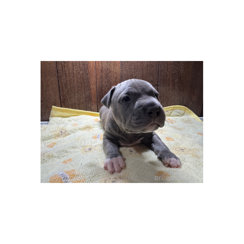 販売中の長崎県のアメリカンブリー-437903の3枚目